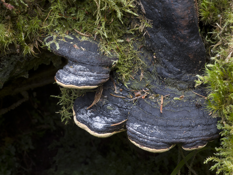 Phellinus lundellii